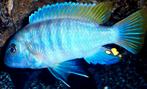 Zebra Cichliden Mbuna Ice Blue Kweekgroep!!!, Vis