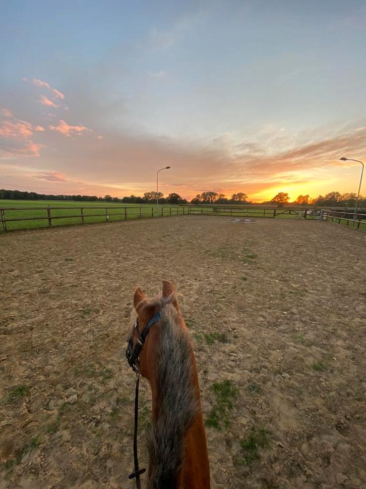 Bijrijdpony/bijrijdpaard gezocht, bijrijder aangeboden, Dieren en Toebehoren, Paarden en Pony's | Overige Paardenspullen, Nieuw