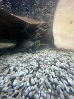Mooie muskus schildpad tekoop, Schildpad, 0 tot 2 jaar