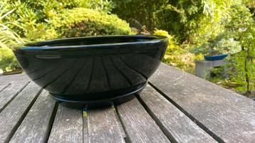 Bonsai binnenbonsai zwarte schaal beschikbaar voor biedingen