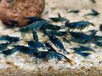 Blauwe garnalen. 0,50 euro stuk, Kreeft, Krab of Garnaal, Zoetwatervis