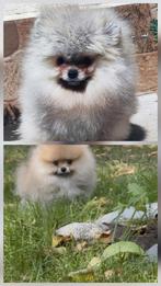 Pomeriaan, 2 Teefjes, Pups, Bearface, Dieren en Toebehoren, Honden | Poolhonden, Keeshonden en Oertypen, 8 tot 15 weken, Teef