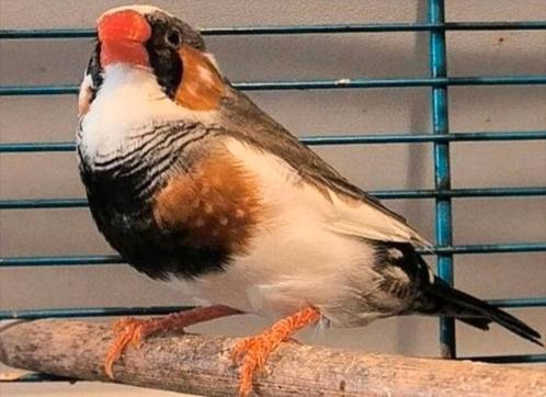 Prachtige blackface-bont split charcoal zebravink man, Dieren en Toebehoren, Vogels | Overige Vogels, Mannelijk