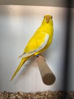 Elegant parkiet, Dieren en Toebehoren, Vrouwelijk, Parkiet, Geringd