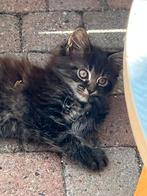 Raszuivere Maine Coon kittens, Dieren en Toebehoren, Katten en Kittens | Raskatten | Langhaar, Poes, Ontwormd, 0 tot 2 jaar
