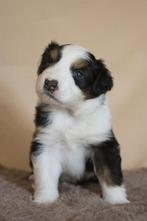 Knappe Australian Shepherd pups, Dieren en Toebehoren, Honden | Herdershonden en Veedrijvers, Rabiës (hondsdolheid), 8 tot 15 weken