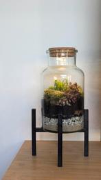 terrarium/ eco systeem/ flessentuin, Huis en Inrichting, Kamerplanten, Ophalen of Verzenden, Overige soorten, Minder dan 100 cm