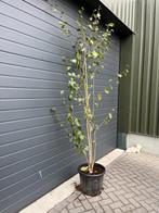 Meerstammige Berk ( Betula pendula ), Ophalen, Bloeit niet, Halfschaduw, Overige soorten