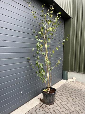 Meerstammige Berk ( Betula pendula ) beschikbaar voor biedingen