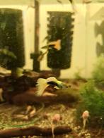 Tuxedo yellow guppen. 3 voor 7 euro, Dieren en Toebehoren, Vis, Zoetwatervis, Schoolvis