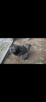 GRATIS - tam zijdehoen haantje, Dieren en Toebehoren, Pluimvee, Mannelijk, Kip