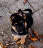 Duitse Herder pups, Dieren en Toebehoren, Honden | Niet-rashonden, Reu, Eén hond, Nederland, Particulier