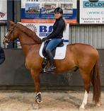 10 jarige houston x special D, Dieren en Toebehoren, Paarden, 175 cm of meer, Ruin, M, Dressuurpaard