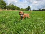 Rhodesian Ridgeback pups+stamboom 1 reutje 9 weken, Dieren en Toebehoren, Honden | Beagles, Bassets en Lopende honden, Overige rassen