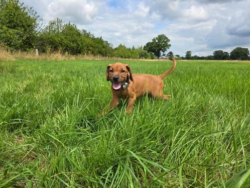 Rhodesian Ridgeback pups+stamboom 1 reutje 9 weken, Dieren en Toebehoren, Honden | Beagles, Bassets en Lopende honden, Meerdere dieren