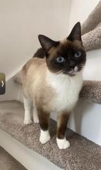 Poes te koop, 3 tot 5 jaar