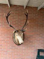 Te koop kop edelhert, Ophalen, Gebruikt, Hert, Gewei of Kop
