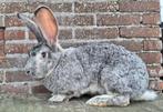 Duitse reus, Dieren en Toebehoren, Vrouwelijk, Groot, 3 tot 5 jaar