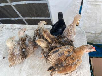 12 Serama kuikens, zijdeveer, krulveer en normaal beschikbaar voor biedingen
