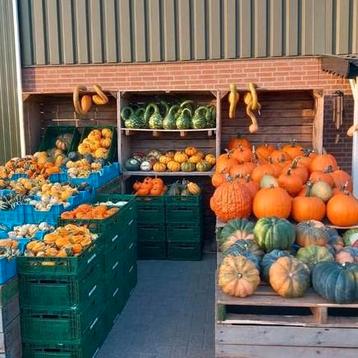 pompoenen en sierkalebassen beschikbaar voor biedingen