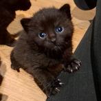 Kittens (vrouwtjes) met de fles opgevoed, Dieren en Toebehoren, Katten en Kittens | Raskatten | Korthaar, Meerdere dieren, Ontwormd