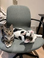 Kittens Tobie en Ottie zoeken gouden mand - lees hun verhaal, Dieren en Toebehoren, Katten en Kittens | Overige Katten, Meerdere dieren