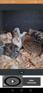 Chinese dwergkwartel, Meerdere dieren, Overige soorten
