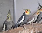 2 koppels valken, Dieren en Toebehoren, Meerdere dieren, Parkiet