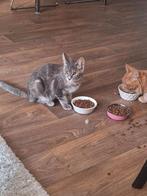 Leuke en speelse kitten te koop. Zie omschrijving., Dieren en Toebehoren, Katten en Kittens | Overige Katten, Poes