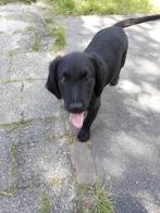 Border Collie x Friese Stabij ( 1 reutje beschikbaar), Dieren en Toebehoren, Honden | Niet-rashonden, Reu, CDV (hondenziekte)