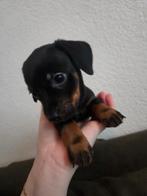 Teckel Daschund x Jack russel gladhaard 2x reu, Parvo, 8 tot 15 weken, Korthaar, Dwerg