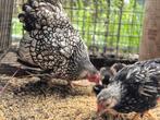 Wyandotte kuikens kriel, Dieren en Toebehoren, Pluimvee, Geslacht onbekend, Kip