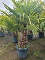 Palmbomen/ palmboom, Lente, 100 tot 250 cm, Palmboom, Ophalen