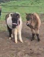 Voor 2 shetjes weitje gezocht