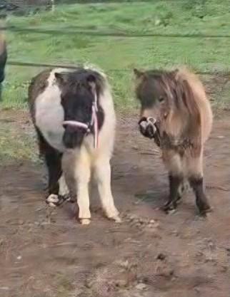 Voor 2 shetjes weitje gezocht, Dieren en Toebehoren, Stalling en Weidegang