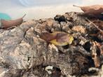 Kweekgroep gyna lurida, Dieren en Toebehoren, Insecten en Spinnen, Overige soorten