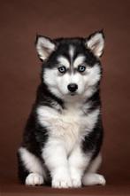 Lieve, Mooie Pomsky Pups ter resevering, Rabiës (hondsdolheid), Overige rassen, 8 tot 15 weken, Meerdere