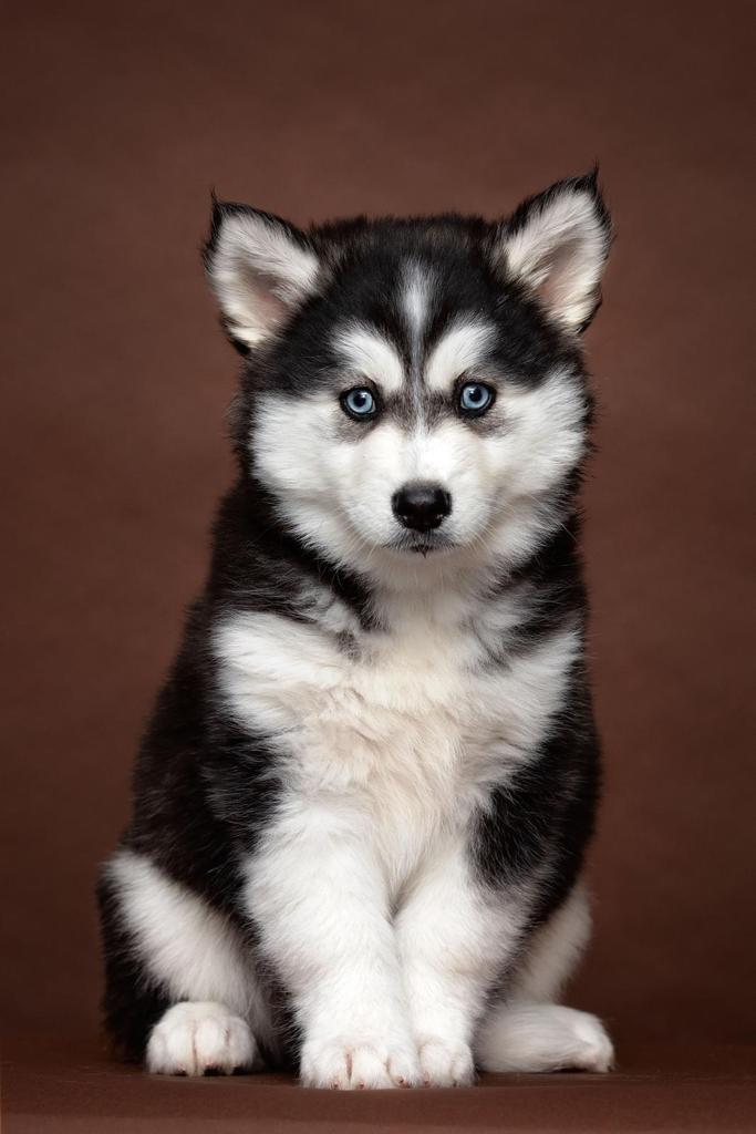 Lieve, Mooie Pomsky Pups ter resevering, Dieren en Toebehoren, Honden | Bulldogs, Pinschers en Molossers, Meerdere dieren, Overige rassen