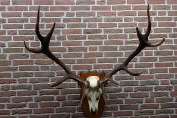 Schitterend groot gewei van een edelhert op mooi schild beschikbaar voor biedingen