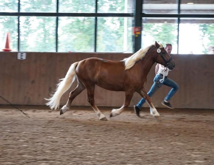 Schwarzwalder fuchs merrie, Dieren en Toebehoren, Paarden, Merrie, Onbeleerd, Minder dan 160 cm, 3 tot 6 jaar, Recreatiepaard