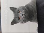 Kattenkopjes, Ophalen of Verzenden, Zo goed als nieuw