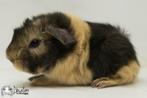 Choco otter creme witte peruvian cavia, Dieren en Toebehoren, Knaagdieren, Cavia, Mannelijk, December, Tam