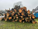 Wilgenhout brandhout kachelhout, 6 m³ of meer, Ophalen, Overige houtsoorten, Stammen