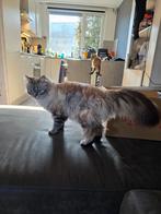 Lief baasje gezocht voor onze kat Simba, Dieren en Toebehoren, Katten en Kittens | Raskatten | Korthaar, Poes, Gechipt