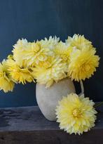 Dahlia knollen La Luna, Ophalen of Verzenden, Zo goed als nieuw