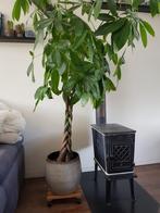 kamerplant, Groene kamerplant, Ophalen, Overige soorten, 150 tot 200 cm