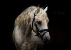 Ter dekking: supermooie appaloosa PALOMINO (v: Pjotr), Dieren en Toebehoren, Hengst