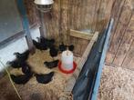 Jonge Hanen, Dieren en Toebehoren, Pluimvee, Mannelijk, Kip