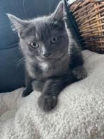 Mooie kittens snel verkoop, Dieren en Toebehoren, Katten en Kittens | Raskatten | Korthaar, Poes, Ontwormd, 0 tot 2 jaar