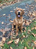 Ter dekking aangeboden Foxred Labrador reu, Dieren en Toebehoren, Honden | Dekreuen, Reu, Eén hond, 3 tot 5 jaar, Nederland
